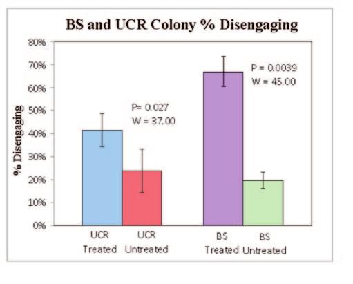 For both fly populations, there were significant differences between the number of flies disengaging from the treated and untreated sucrose dishes, with more flies disengaging from the treated dish