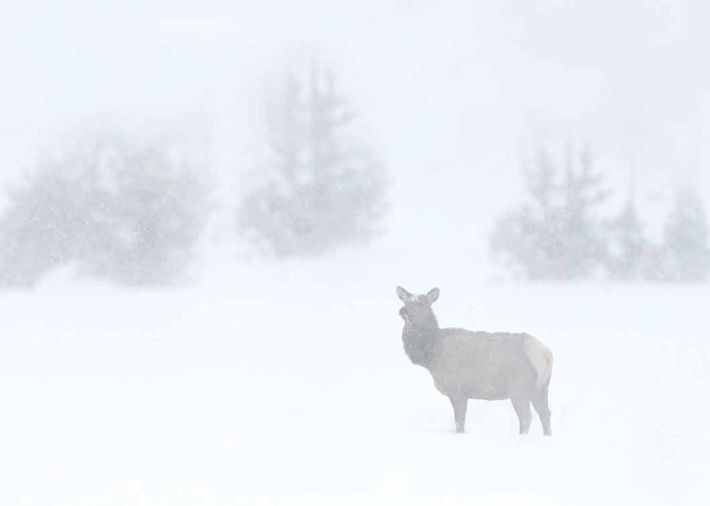 ACTIVITY SEVEN WHAT YOU CAN DO LEARNING OBJECTIVES: Define climate change Define Public Lands Explain why climate change is a threat to wildlife in Yellowstone National Park List several actions
