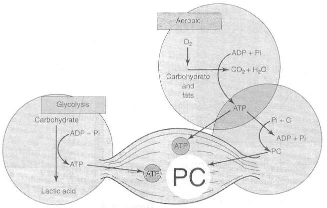 Figure 2.9 Phosphocreatine Repletion (74) There is a direct relation between PCr depletion during exercise and oxygen required for restoration during the recovery period (74).