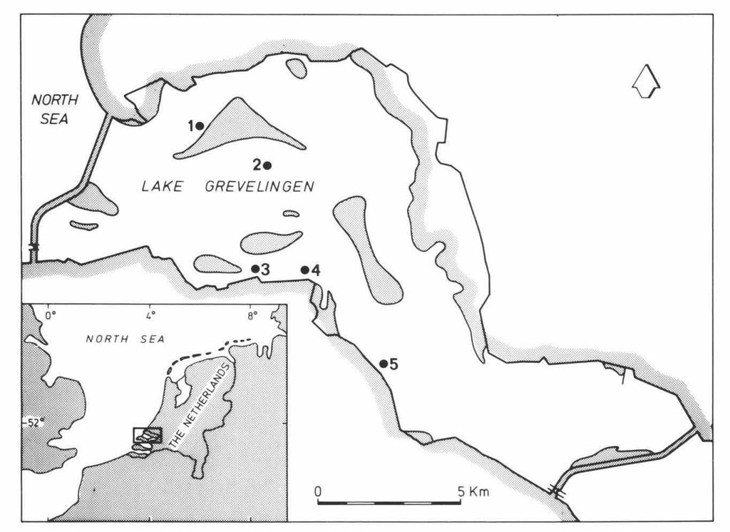 DEKKER: AEOLIDIELLA GLAUCA IN LAKE GREVELINGEN 3 Fig. 1. Map of Lake Grevelingen, showing the localities where Aeolidiella glauca has been observed. 1. Hompelvoet; 2. Archipel; 3 and 4.
