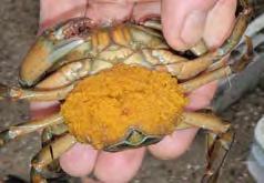 Life-history traits for green crabs in Maine and northern waters