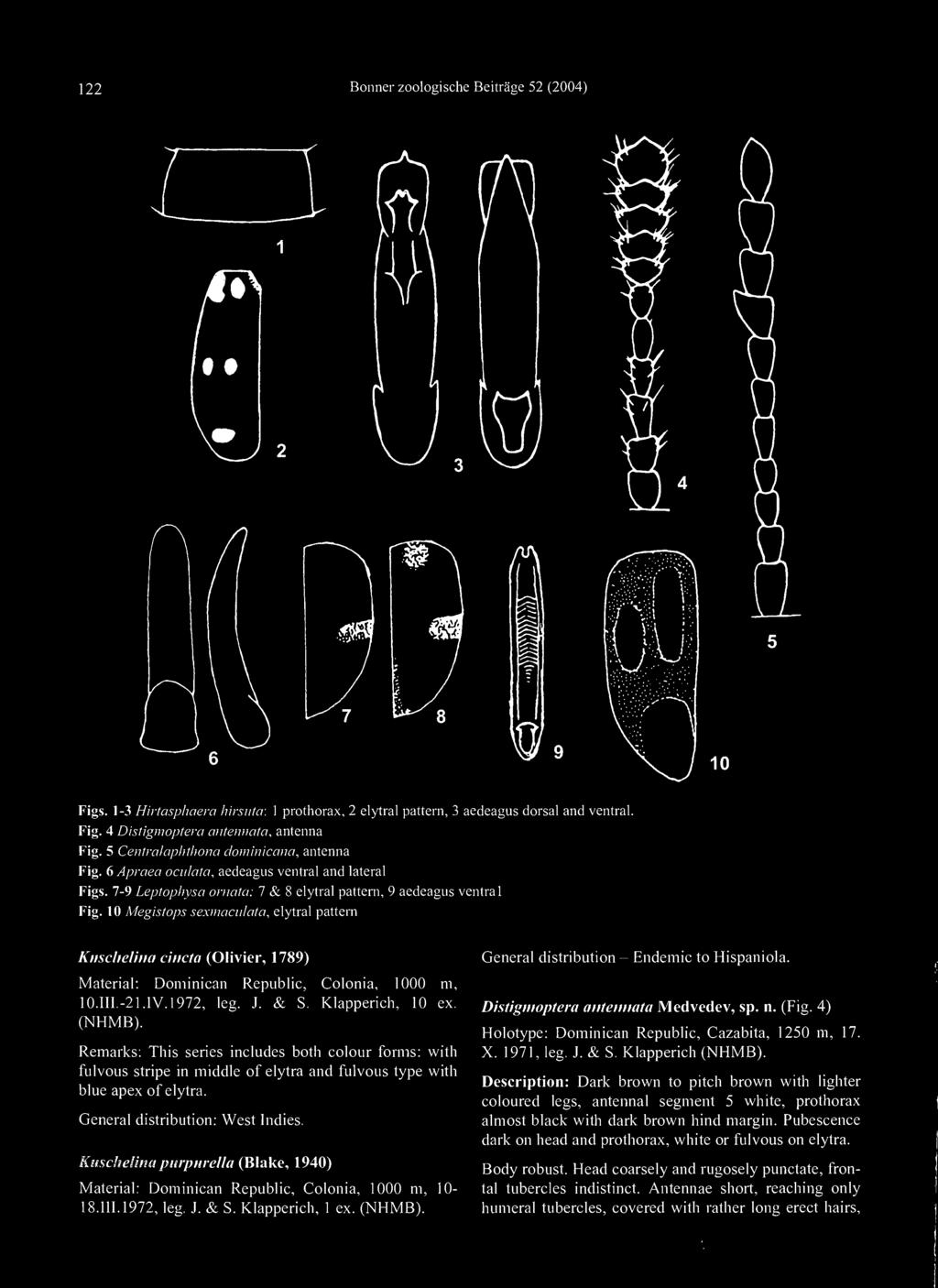 Kuscbelina purpurella (Blake, 1940) Material: Dominican Republic, Colonia, 1000 m, 10-18.111.1972, leg. J. & S. Klapperich, 1 ex. Distigmoptera antennata Medvedev, sp. n. (Fig.