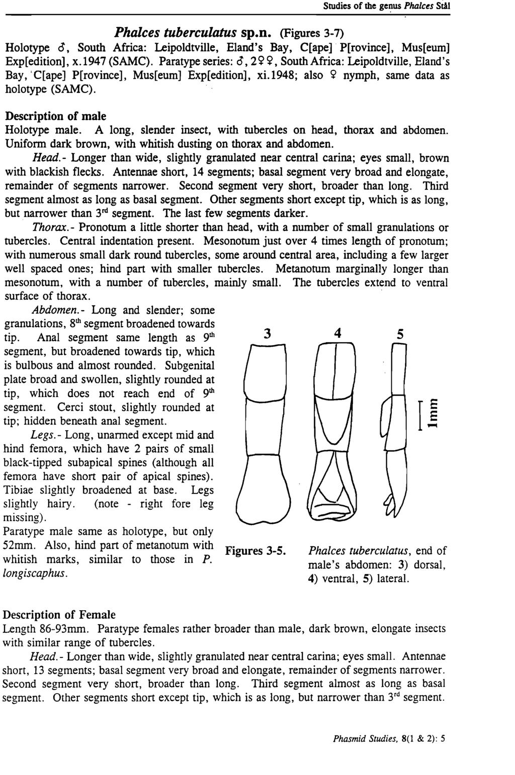 Studies of the ger.lus Phalces StAl Phalces tuberculatus sp.n. (Figures 3-7) Holotype <3, South Africa: Leipoldtville, Eland's Bay, C[ape] P[rovince], Mus[eum] Exp[edition], x.1947 (SAMC).