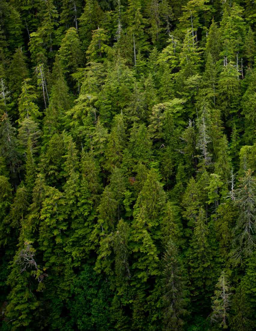 What Makes the Tongass National Forest America s Salmon Forest?