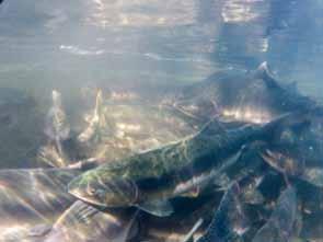 years. Today, spawning salmon outnumber residents by about 200-to-1.