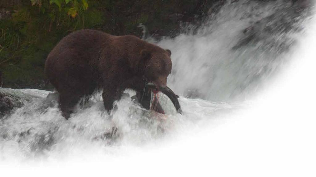 Given the intimate connection between salmon and forest, in the Tongass, we say the Salmon are in the