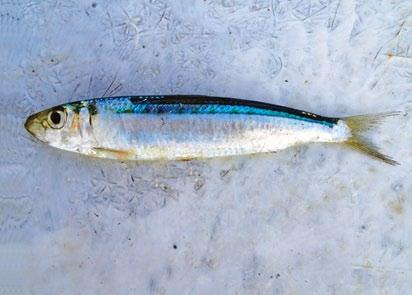 CLUPEIDAE (sardines, herrings) Spotted sardine Amblygaster sirm Narrow body Row of blue/gold spots