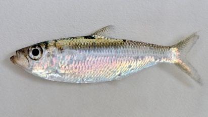 CLUPEIDAE (sardines, herrings) Indian pellona Pellona ditchela Silvery white from midbody to the pelvic area Dorsal fin origin