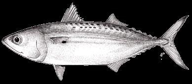 FAMILY SCOMBRIDAE (tunas, mackerels, bonitos) Characteristics A large commercially important family but only two genera of mackerels are important as baitfish: Scomber and