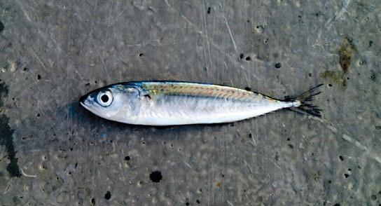 SCOMBRIDAE (tunas, mackerels, bonitos) Indian mackerel Rastrelliger kanagurta Spots and stripes on sides Up