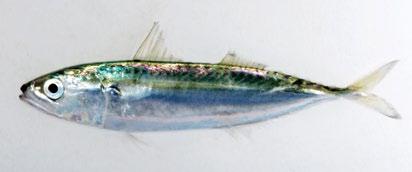 Short-bodied mackerel Rastrelliger brachysoma Snout pointed Distinct fusiform body shape Up to 34.