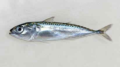 SCOMBRIDAE (tunas, mackerels, bonitos) Faughn s mackerel Rastrelliger faughni Spots and stripes on sides Up to 35 cm Just fair bait,
