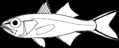 FAMILY APOGONIDAE (cardinalfish) Characteristics Small carnivorous