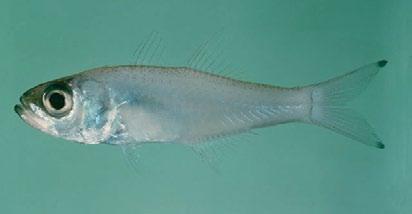Luminous cardinalfish Rhabdamia gracilis Lighter pink than the swallow tail cardinal Silvery head and abdomen May have