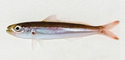 CAESIONIDAE (fusiliers) Slender fusilier Gymnocaesio gymnopterus Greenish red Narrow stripe along lateral line Usually dusky
