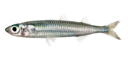 OTHER SPECIES Fijian silverside Hypoatherina ovalaua (Atherinidae) Bluish green Silvery mid-lateral stripe with a thin bluish line on upper