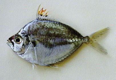 Orangefin ponyfish Photopectoralis bindus (Leiognathidae) OTHER SPECIES Silver body Snout with a dark