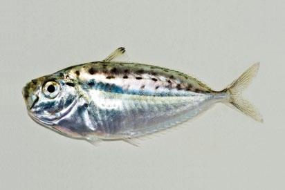 Deep pugnose ponyfish Secutor ruconius (Leiognathidae) OTHER SPECIES Body silvery