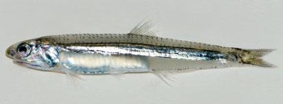 Blue anchovy Encrasicholina heteroloba Silver lateral band usually with clear dark blue line defining its top