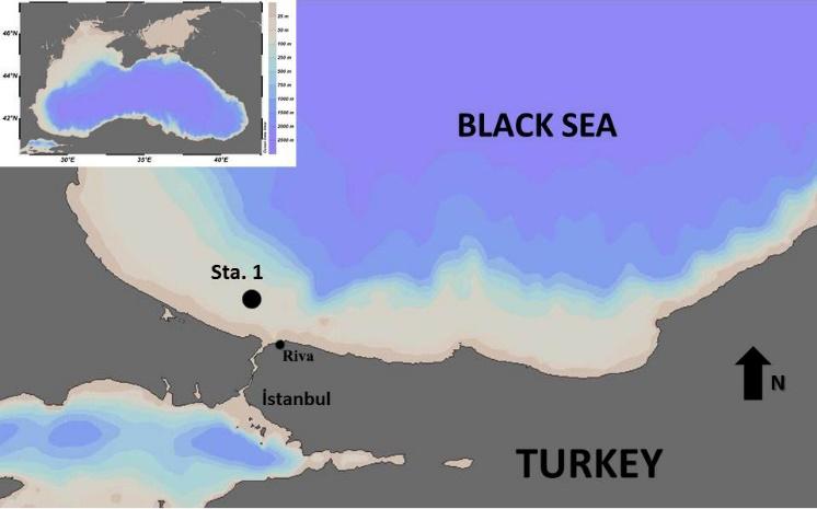 Recently several alien species have been reported from the Black Sea (Zaitsev and Öztürk 2001).