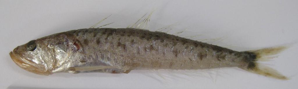 First record of Champsodon nudivittis in the Aegean waters Figure