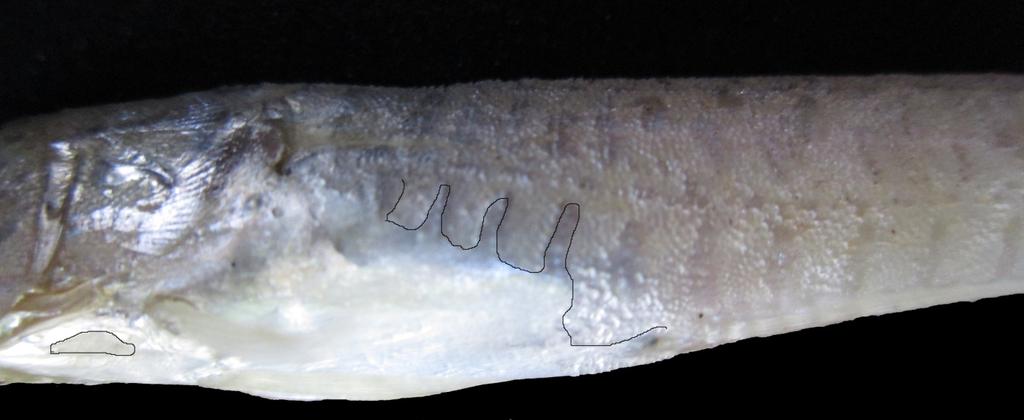 Champsodon nudivittis; individual (b); SL = 75.4 mm.