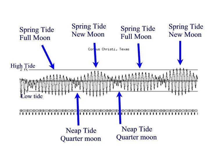 Neap Tides: biweekly intervals when the sun, the Earth and the moon form right angles. With these tides, the differences in water height between high and low tides are minimal (i.e. near average sea level).