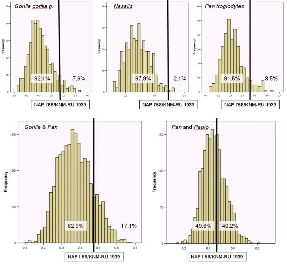 Figure 3.14. Shape differences of the distal tibia within and between sexually dimorphic anthropoids. Figure 3.14. Histograms showing the distribution of Euclidean distances calculated through exact resampling of all possible pairs of distal tibial morphologies drawn from five different populations.