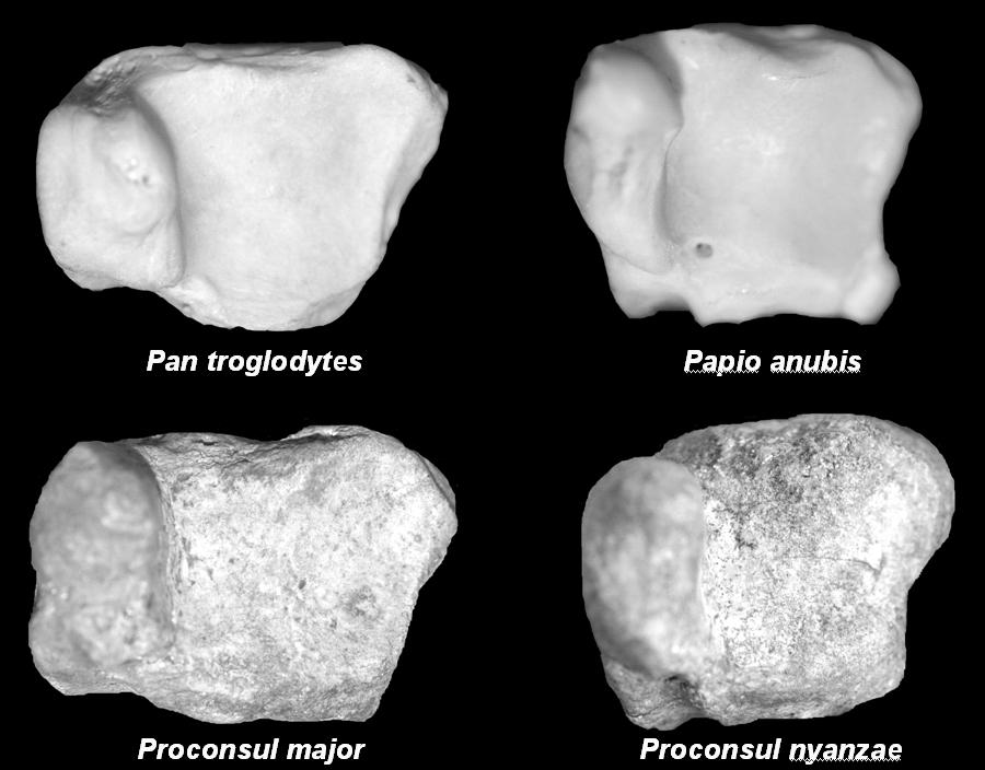 Figure 3.15. Shape of distal tibiae in Proconsul. Figure 3.15. Left tibiae of (top) Pan troglodytes and Papio anubis; and (bottom) NAP I 58 and KNM-RU 1939.