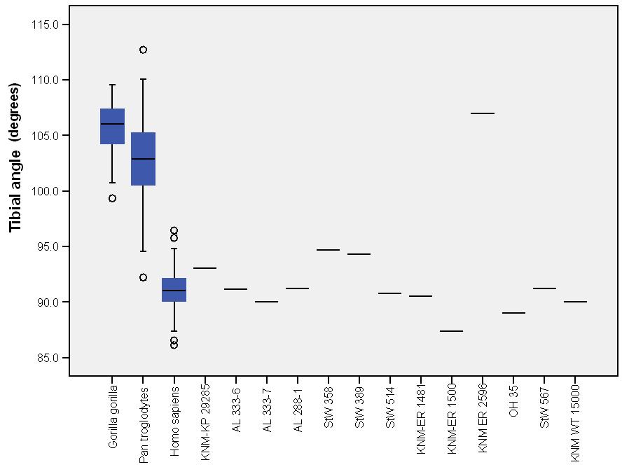 Figure 4.14. Angle formed between plane of ankle joint and long axis of tibia in hominins. Figure 4.14. Boxplots of the angle formed between the long axis of the tibia and the tibial plafond show the median (black bar), interquartile ranges (blue/gray), and overall ranges of the data.