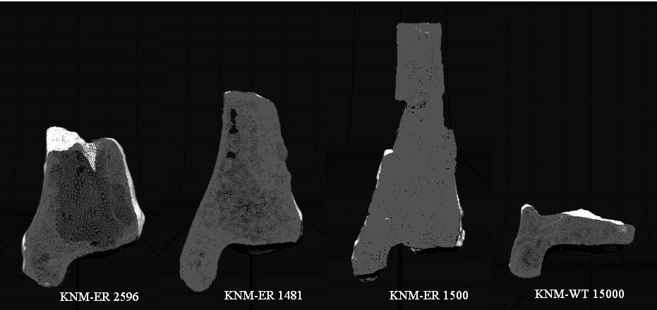 Pleistocene hominins (4 th row). 3D scans of original fossils and fossil casts (Hadar A.