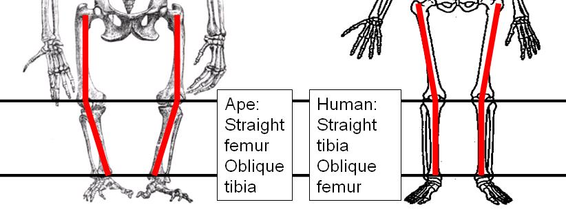Figure 4.19. General angular geometry of lower limb in apes and humans. Figure 4.19. Relationship between the bicondylar angle and the angle formed between the long axis of the tibia and the talocrural joint in apes (left) and humans (right).