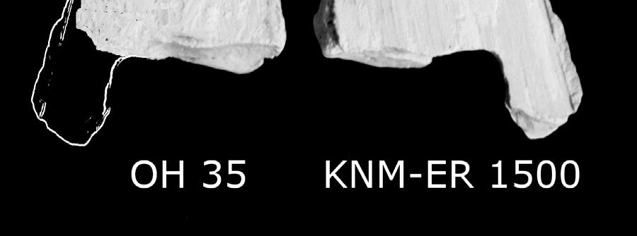 same species (see text for details). If, as has been argued (Grausz et al., 1988), KNM-ER 1500 belongs to P.