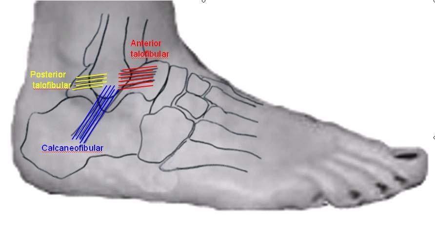 Figure 6.1. Anatomy of the human ankle (lateral). Figure 6.1. Anatomy of the lateral side of the human ankle. The ankle is formed between the tibia, fibula, and talus bones.