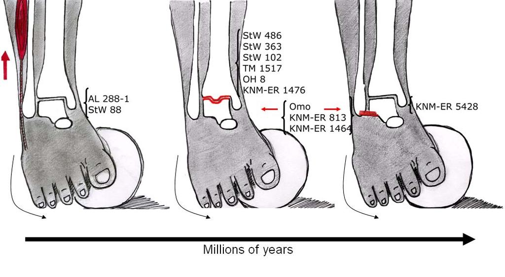 Figure 6.12. Models of ankle stability in fossil hominins. Figure 6.12. Possible mechanisms by which early hominins stabilized their ankles.