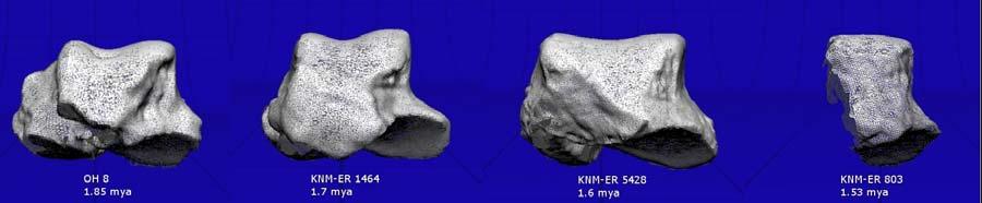 Figure 6.13. Flattening of the talus in hominin evolution. Figure 6.13. 3-D scans from the 1.85 mya talus OH 8 (left), the 1.7 mya talus KNM-ER 1464, the 1.6 mya talus KNM-ER 5428, and the 1.