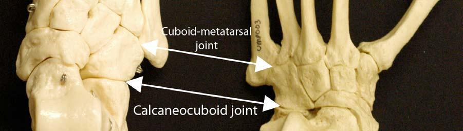 The calcaneocuboid portion of the transverse tarsal joint, and the cuboid-metatarsal portion of the tarsometatarsal joints are both indicated in the image.