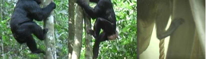 Figure 7.3. Climbing strategies in apes and monkeys. Figure 7.3. The two images on the left are stills from video taken of wild chimpanzees vertically climbing in the Kibale National Forest.