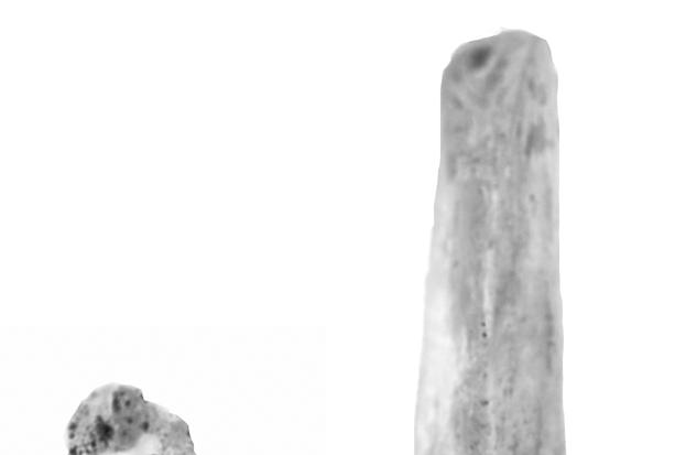 Figure 7.18. Fossil hominin 4 th metatarsals. Figure 7.18. Fossil hominin 4 th metatarsals in dorsal view. StW 485 (left) and OH 8 (right).