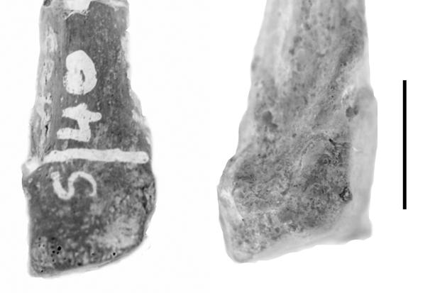 Additionally, the fifth metatarsal from Member 4 in Sterkfontein StW 114/115 is human-like in lacking dorsal expansion of the cuboid articular
