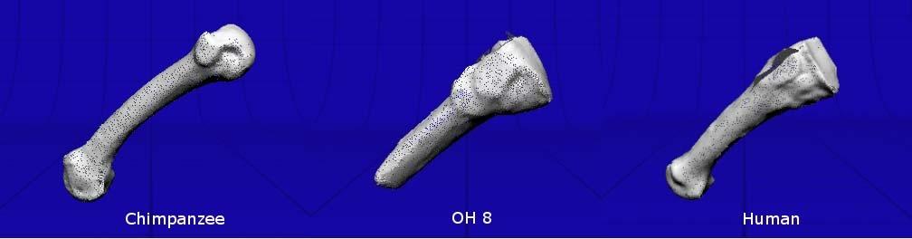 Figure 7.19. 3-D model of 4 th metatarsal of the OH 8 foot compared to chimpanzee and human. Figure 7.19. 3D models obtained by scanning the 4 th metatarsals of a chimpanzee (left), human (right) and the OH 8 foot (middle) using a portable NextEngine laser scanner from.