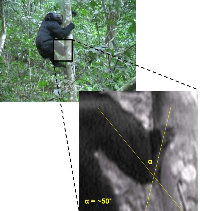 Figure 2.2. Method of estimating dorsiflexion at talocrural joint in vertically climbing wild chimpanzee. Figure 2.2. Video stills in which the vertically climbing chimpanzee is in lateral view and <10 meters from the ground were captured (see text for more details).