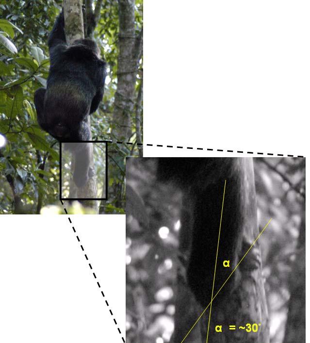 Figure 2.3. Method for approximating foot abduction during vertical climbing bouts in wild chimpanzees. Figure 2.3. Video stills in which the vertically climbing chimpanzee is in posterior view and <10 meters from the ground were captured (see text for more details).