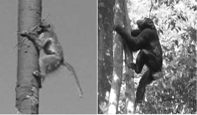 video of two vertical ascents by an adult and an infant gelada suggested that these primates choose to leap up alternatively angled branches during climbing and appear to flex at the midfoot rather
