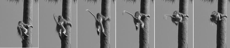 the baboons practice a kinematically distinct approach. They splay their legs laterally and pull themselves up the tree in a pulse-like manner (Figure 2.5).