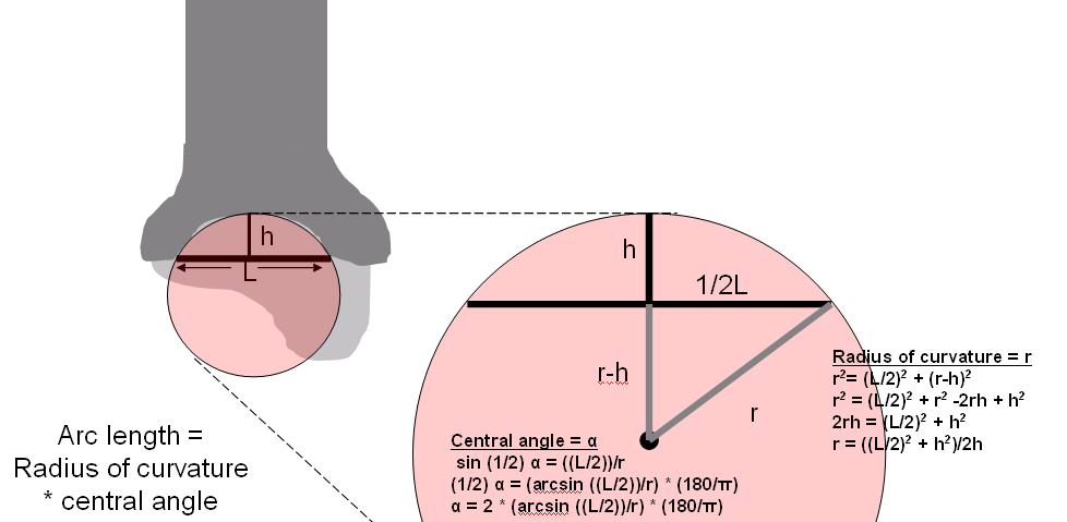 Figure 3.3. Method for calculated depth of tibial surface and radius of curvature Figure 3.3. Anthropoid distal tibia illustrated in lateral view.