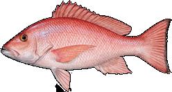 RED SNAPPER The Gulf of Mexico is the ceter of abudace for orther red sapper.