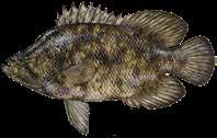 Though difficult to clea, its mild flavor rates high o the list of Gulf fishes. The gray-black vertical bars o its side make it easy to idetify.