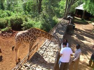 wildlife conservation. The Rothschild giraffe are the tallest species and may reach 18 feet in height, but you can see eye to eye with them on the elevated walkway at the center.