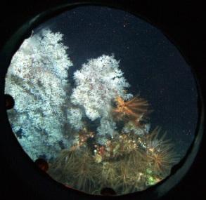Deep-Sea Coral Research & Technology Program